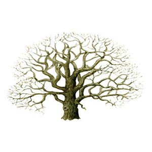 Developing tree survey software