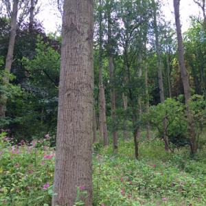 Thinning woodland