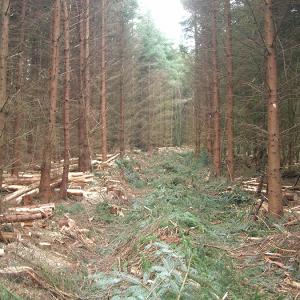 Thinning Sitka spruce