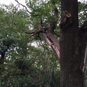 The delamination of the branch of this oak tree caused the accident