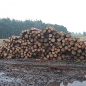 Thinning woodland