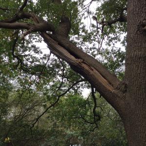 The mechanical failure in this oak tree led to a serious accident