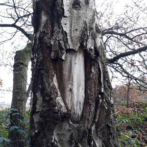 Birch with decay and dieback is trying to heal the wound by callousing over it