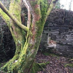 Trees to be removed from an old quarry workshop in a former slate quarry