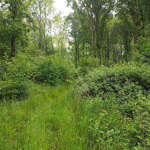 An ancient way covered
