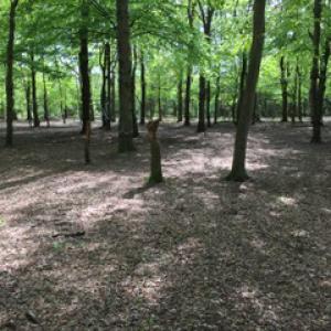 Restoring woodland in country park