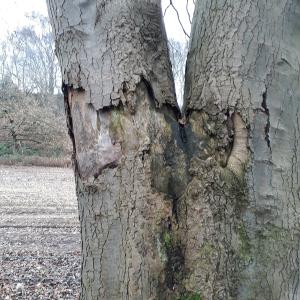 Sycamore with decay and tight fork